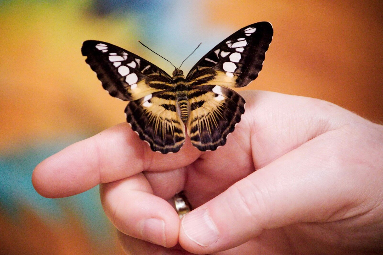 Photo by Danielle-Claude Bélanger a person holding a butterfly in their hand